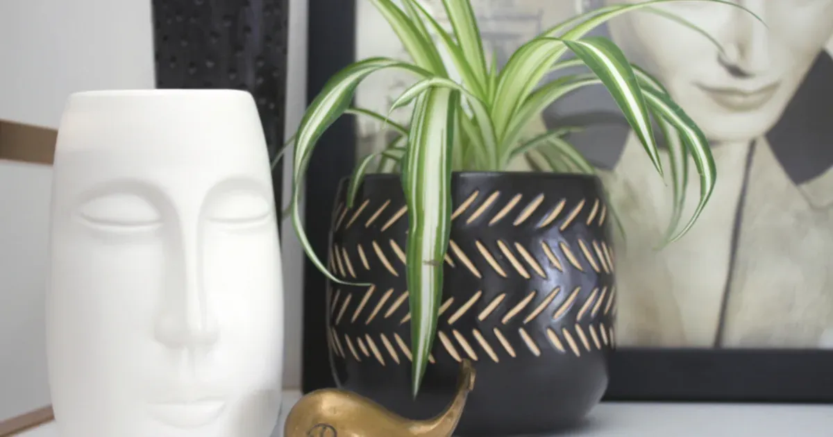ต้นไม้ฟอกอากาศและต้นไม้ในบ้านเลี้ยงง่าย 2026: เลือก ดูแล และปลอดภัยกับสัตว์เลี้ยง