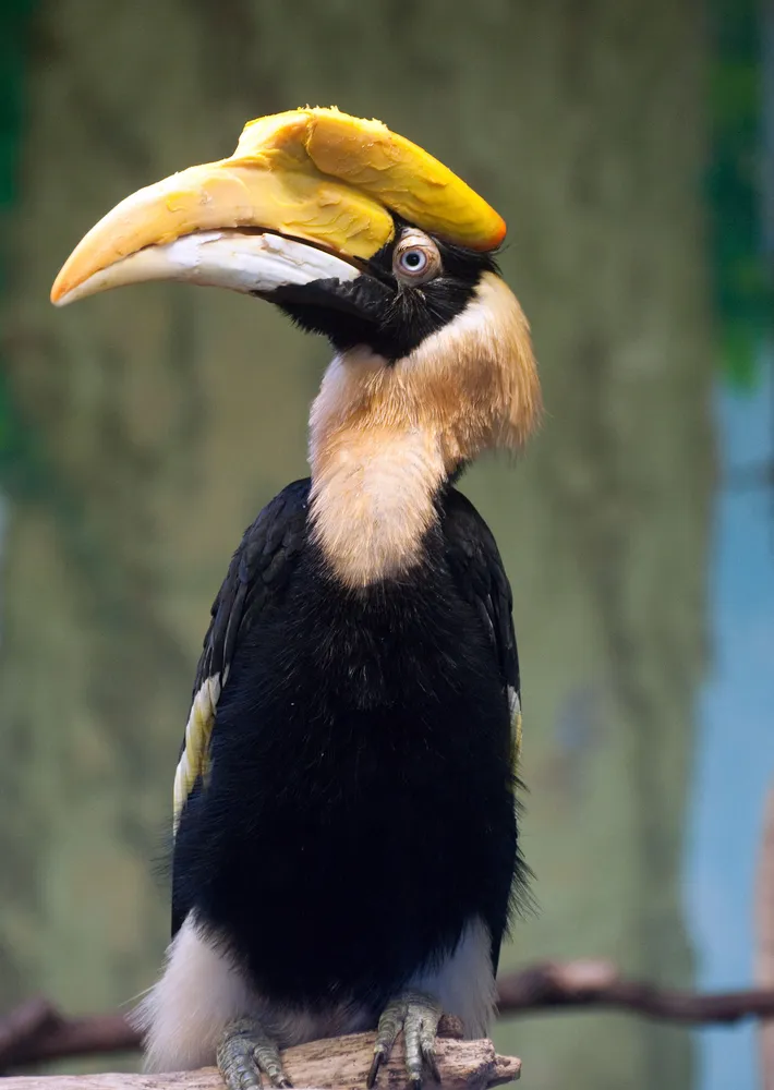 นกกก (Great Hornbill) นกสัญลักษณ์ของเขาใหญ่