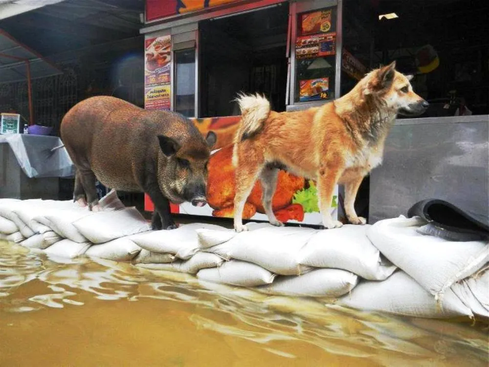 น้ำท่วมขังในไทย มีหนูและสัตว์เลี้ยงซึ่งเป็นพาหะโรคฉี่หนูปะปนกับน้ำสกปรก