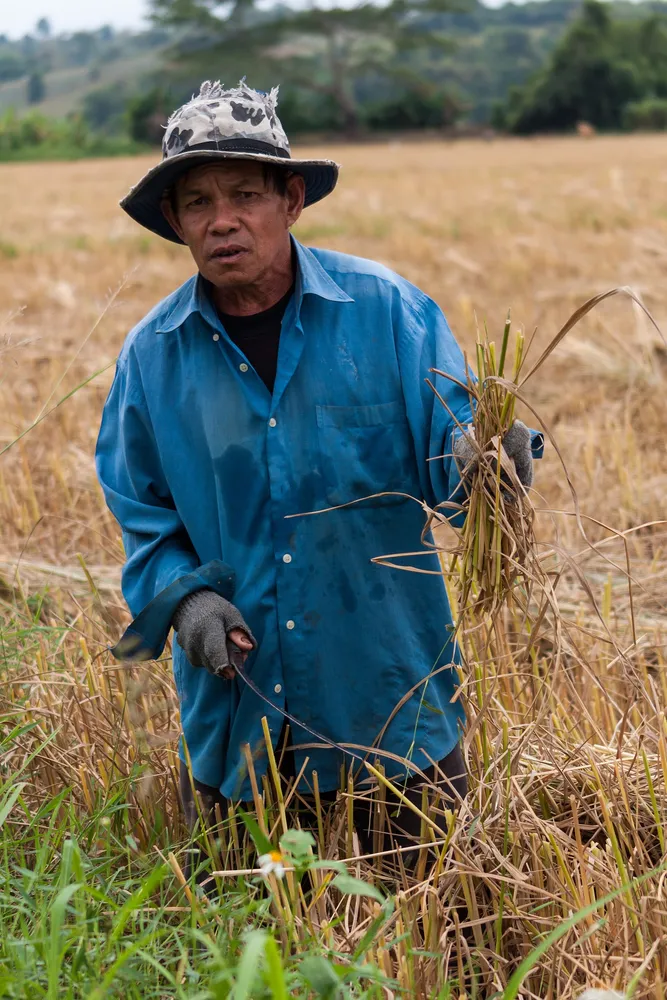 ชาวนาถือฟางข้าวในนาข้าวหลังเก็บเกี่ยว — Fertilizer 2.5 สร้างทางเลือกให้เกษตรกรเปลี่ยนฟางข้าวเหล่านี้เป็นปุ๋ยอินทรีย์แทนการเผาทิ้ง
