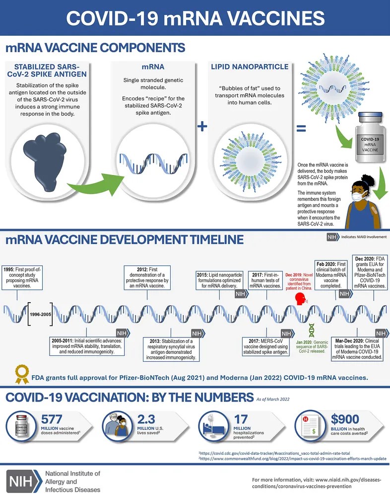 ภาพประกอบ: กลไกวัคซีน mRNA — mRNA ที่ห่อหุ้มในอนุภาคไขมันนาโนนำพาข้อมูลเข้าสู่เซลล์ร่างกาย เพื่อฝึกระบบภูมิคุ้มกัน — แพลตฟอร์มเดียวกับวัคซีน COVID-19 (ภาพ: NIAID สหรัฐอเมริกา — สาธารณสมบัติ)