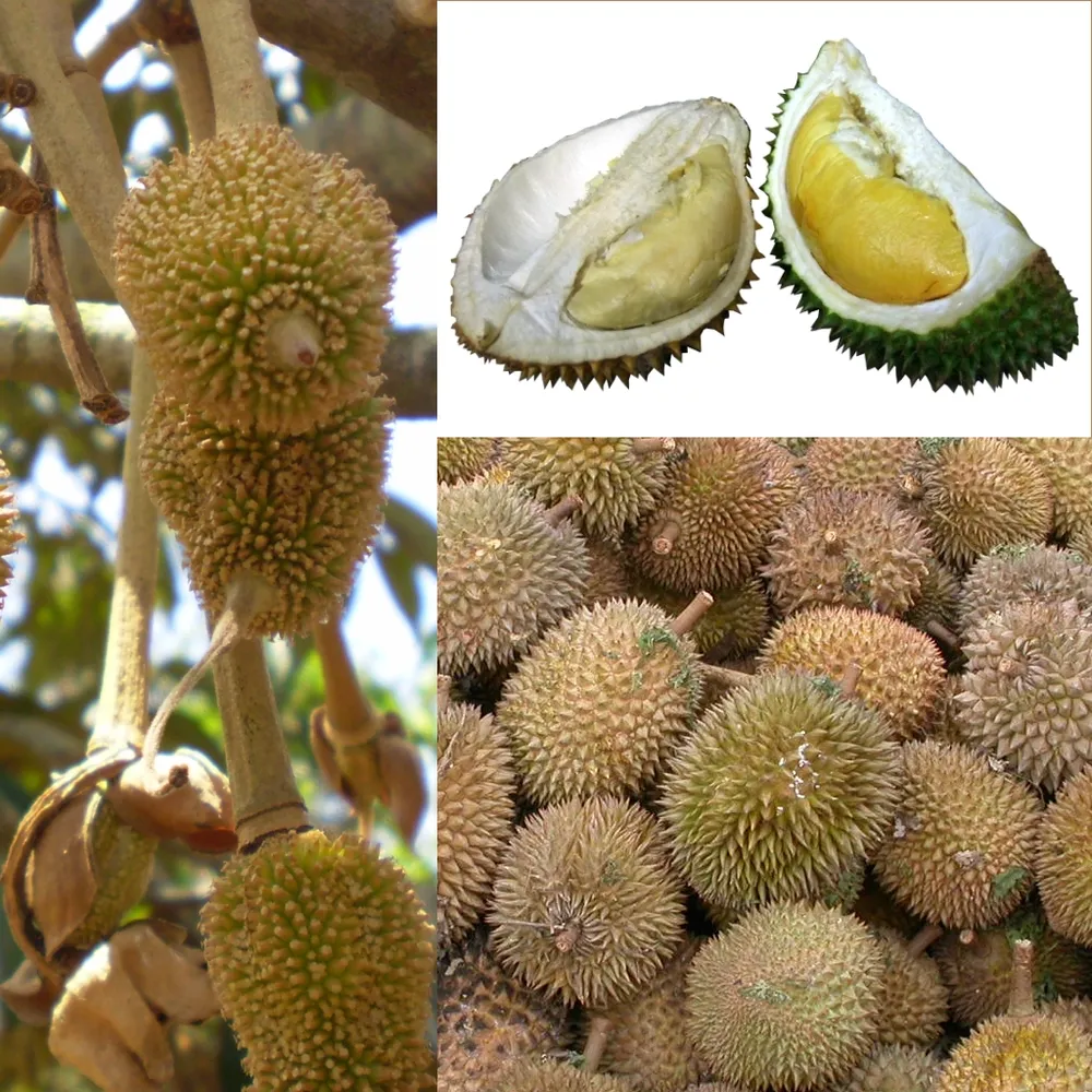 สวนทุเรียนเขียวชอุ่มในประเทศไทย แหล่งปลูกราชาผลไม้ส่งออก