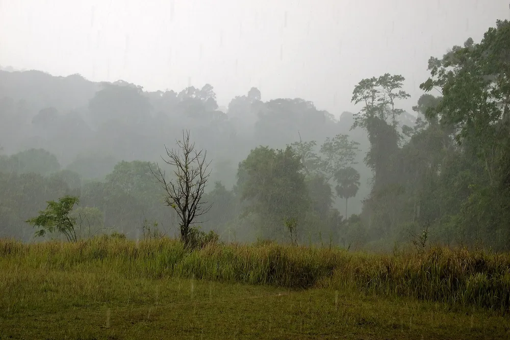 ฝนมรสุมตกหนักในป่าเขตร้อน — ภาพประกอบแสดงความรุนแรงของมรสุมตะวันตกเฉียงใต้ที่พัดพาความชื้นเข้าสู่ประเทศไทยในช่วงนี้
